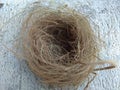 Wild bird nest Royalty Free Stock Photo