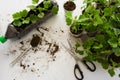 Rooting cuttings from Geranium plants in the plastic cups/bottle. DIY gardening, crafts ideas