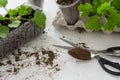 Rooting cuttings from Geranium plants in the plastic cups/bottle. DIY gardening, crafts ideas