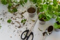 Rooting cuttings from Geranium plants in the plastic cups