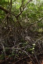 Rooting Mangroves in the Wetlands of the Spanish Lagoon Royalty Free Stock Photo