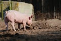Rooting pig Royalty Free Stock Photo
