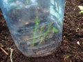 Rooting a rose stalk under a plastic five liter bottle. Gardening at home.