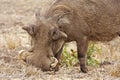 Rooting Warthog Royalty Free Stock Photo