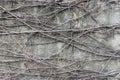 Rootlet on concrete wall background