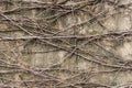 Rootlet on concrete wall background Royalty Free Stock Photo