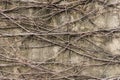 Rootlet on concrete wall background