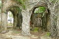 Roots on abandoned wall