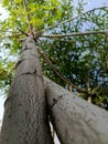 Roots of Abundance: Majestic Cassava Tree in Full Splendor