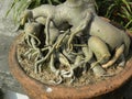 Roots of an Adenium Bonsai in earthen pot in my roof garden