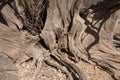 Roots of ancient tree