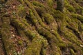 The roots of ancient trees covered with moss