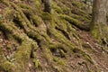 The roots of ancient trees covered with moss on mountain Igman in Bosnia