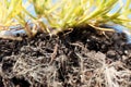 Roots of annual meadow grass, Poa annua