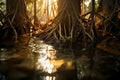 Roots of aquatic plants underwater emerging from the swamp Royalty Free Stock Photo