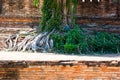 The Roots, Ayuthaya, Thailand