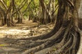 Wild banyan roots.