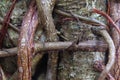 Roots of a Banyan Tree Royalty Free Stock Photo