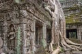 Roots of a banyan tree at Bayon temple in Angkor, Siem Rep Cambodia