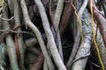 Roots of a Banyan Tree Royalty Free Stock Photo