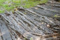 Roots banyan tree Royalty Free Stock Photo