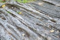 Roots banyan tree Royalty Free Stock Photo