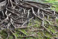 Roots banyan tree Royalty Free Stock Photo