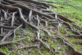 Roots banyan tree in nature garden