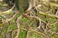 Roots banyan tree in nature garden