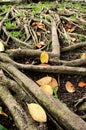 Roots banyan tree Royalty Free Stock Photo