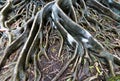 The roots of the banyan tree in the raining day Royalty Free Stock Photo