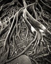 The roots of the banyan tree in the raining day Royalty Free Stock Photo