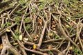 Roots banyan tree Royalty Free Stock Photo