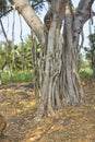 Roots of banyan