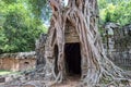 Roots of a banyan tree at Ta Prohm temple in Angkor, Siem Rep Cambodia