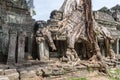 Roots of a banyan tree at Ta Prohm temple in Angkor, Siem Rep Cambodia