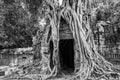 Roots of a banyan tree at Ta Prohm temple in Angkor, Siem Rep Cambodia