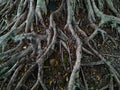 The roots of a banyan tree that thrives and is firmly rooted in the ground. Royalty Free Stock Photo