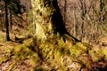 Roots of a beech in the road to the winter station and spa Poiana Brasov. Royalty Free Stock Photo