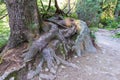 A tree root on the side of a mountain road