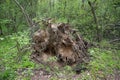 Roots of big fallen tree in summer forest Royalty Free Stock Photo