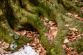 Roots of big old tree in autumn close Royalty Free Stock Photo