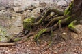 The roots of the big old tree. Mountain Forest. Close-up Royalty Free Stock Photo
