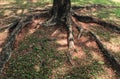 Roots of big tree in the garden surrounded with dry leaves. Royalty Free Stock Photo