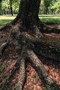 Roots of big tree in the garden surrounded with dry leaves. Royalty Free Stock Photo