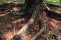 Roots of big tree in the garden surrounded with dry leaves. Royalty Free Stock Photo