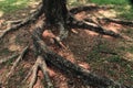 Roots of big tree in the garden surrounded with dry leaves.