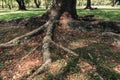 Roots of big tree in the garden surrounded with dry leaves. Royalty Free Stock Photo