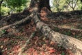 Roots of big tree in the garden surrounded with dry leaves. Royalty Free Stock Photo