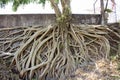 Roots of Bodhi Tree Royalty Free Stock Photo